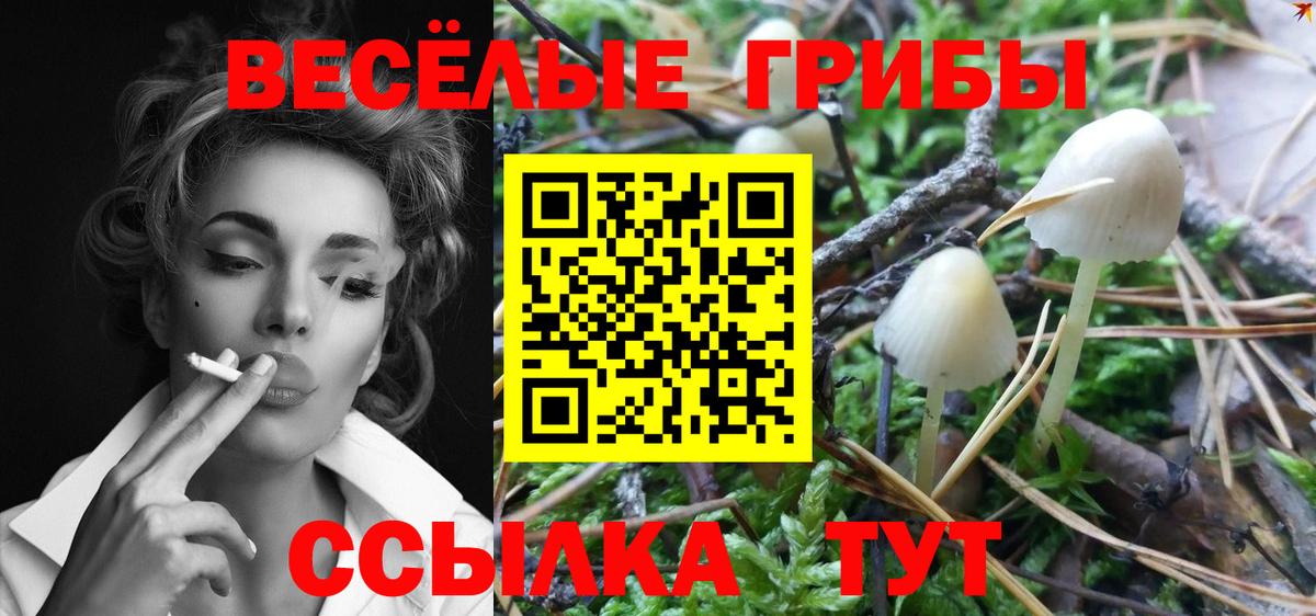 Псилоцибиновые грибы мицелий Нижний Новгород